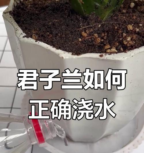 新买的君子兰浇水方法是什么？