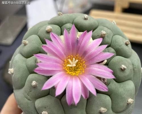 仙人球开花后如何维护？