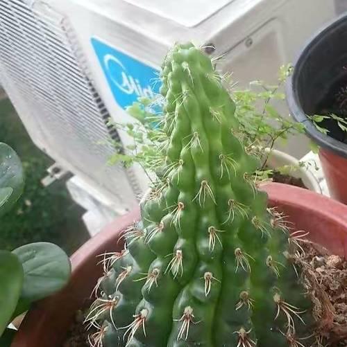 仙人球开花后如何维护？