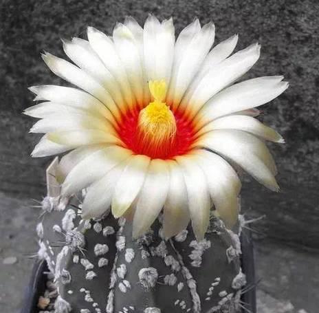 仙人球开花后如何维护？