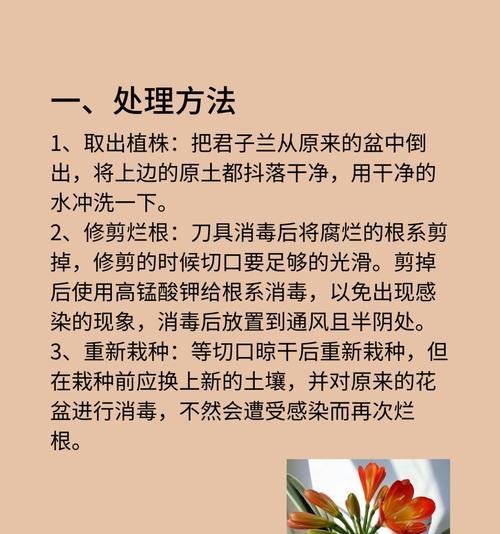 君子兰土里发芽怎么办？如何处理君子兰土里发芽的情况？