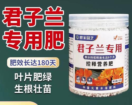 君子兰土里发芽怎么办？如何处理君子兰土里发芽的情况？