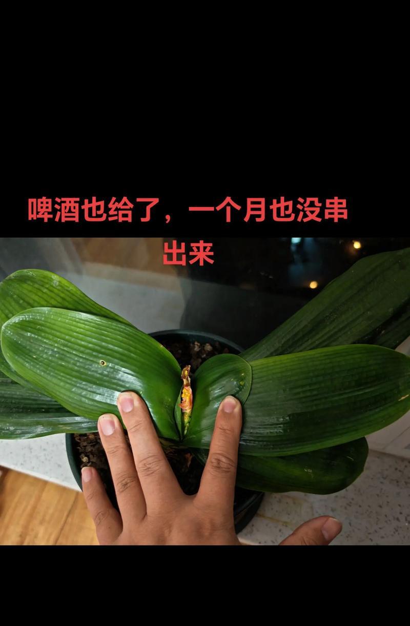 君子兰土里发芽怎么办？如何处理君子兰土里发芽的情况？