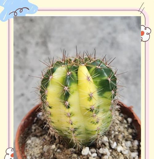 如何在小盆中种植仙人球？养护小盆仙人球的技巧是什么？