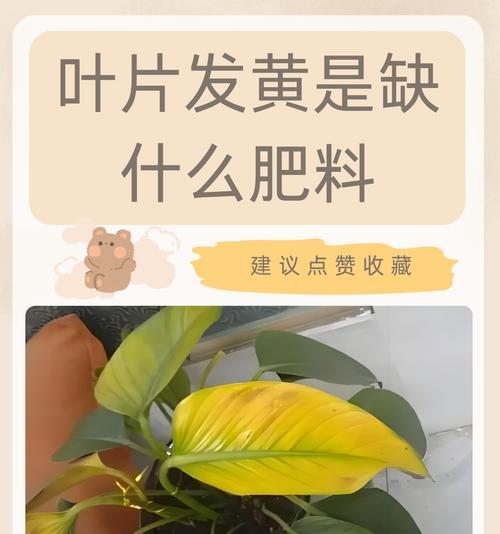 君子兰室外养护导致黄叶的原因？