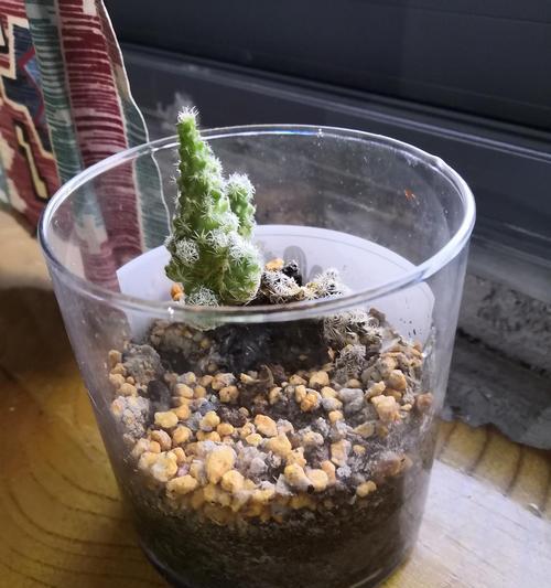 仙人掌搬家后枯萎如何抢救？