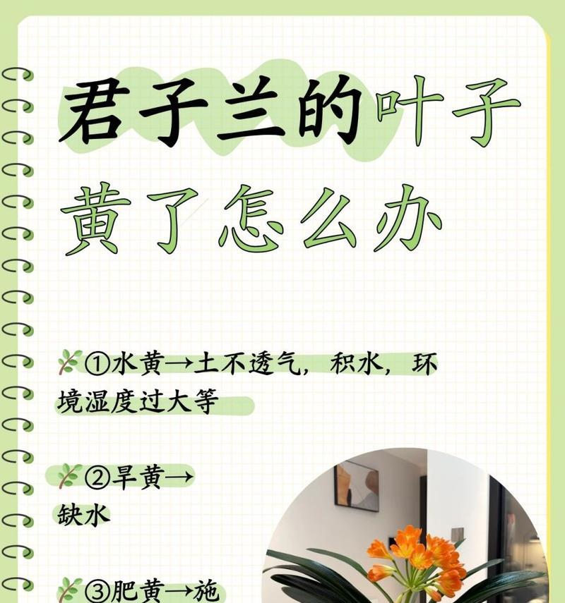 君子兰黄色花的小苗如何养护？有哪些技巧？