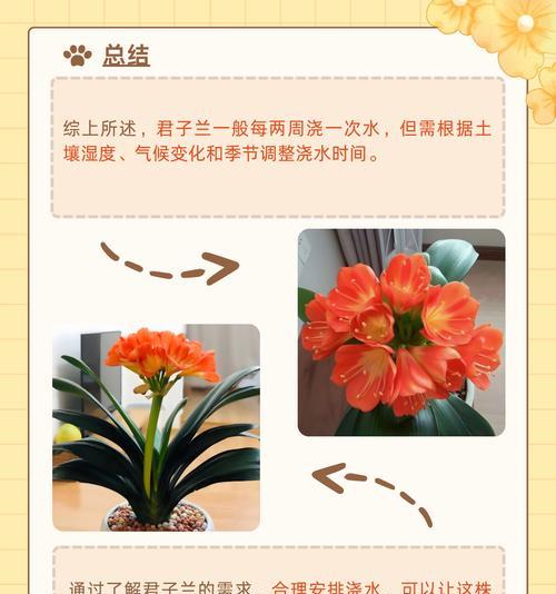 君子兰可以喂白糖水吗？正确的浇水方法是什么？