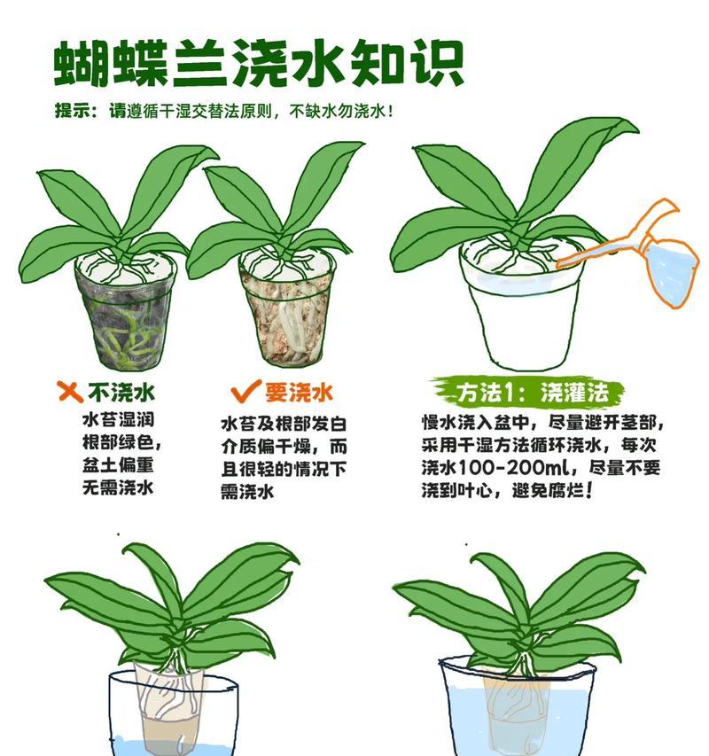 君子兰可以喂白糖水吗？正确的浇水方法是什么？