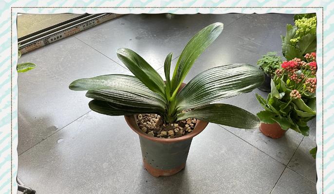 超大君子兰盆景的养护与浇水方法？