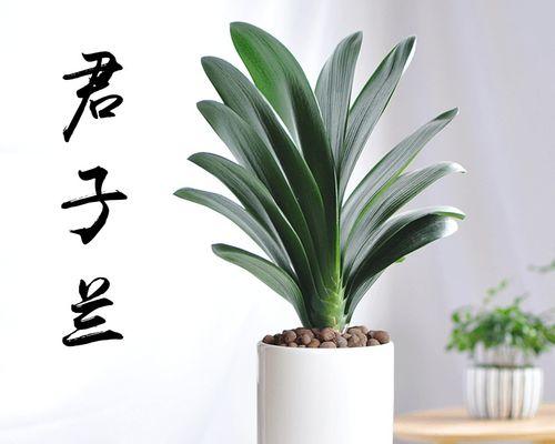超大君子兰盆景的养护与浇水方法？