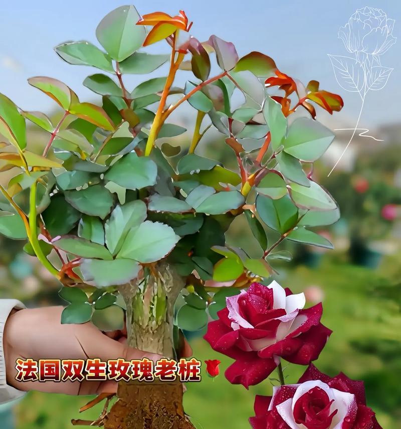 玫瑰花盆栽的正确方法是什么？