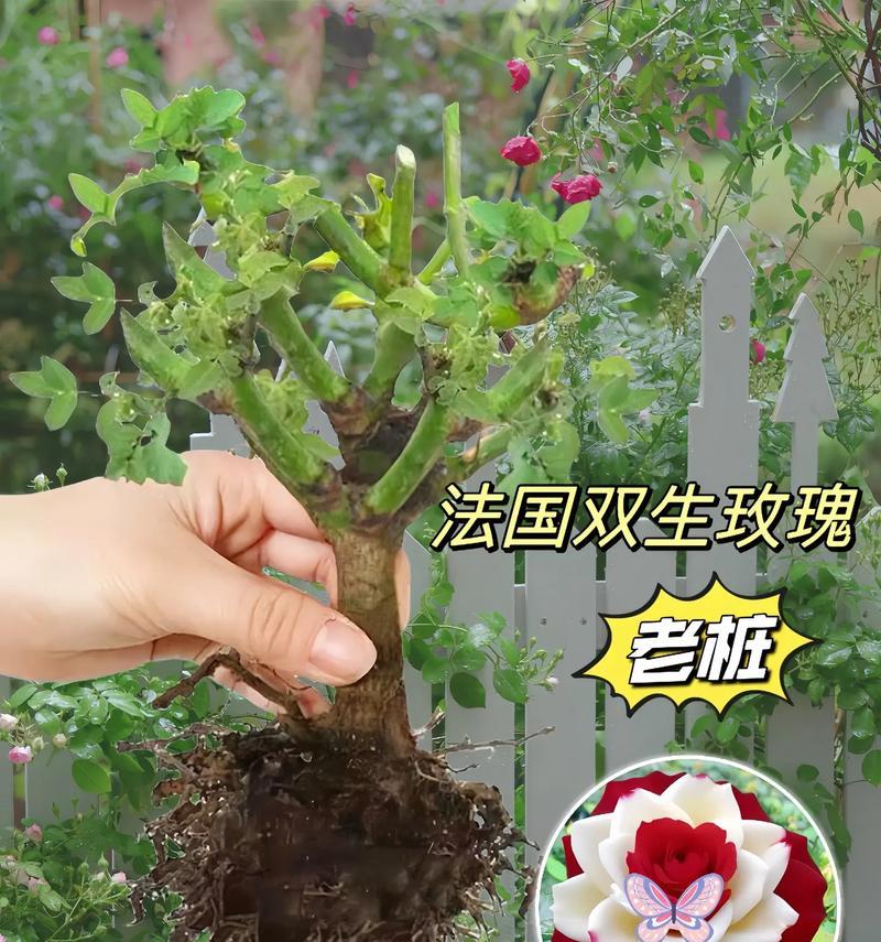 玫瑰花盆栽的正确方法是什么？