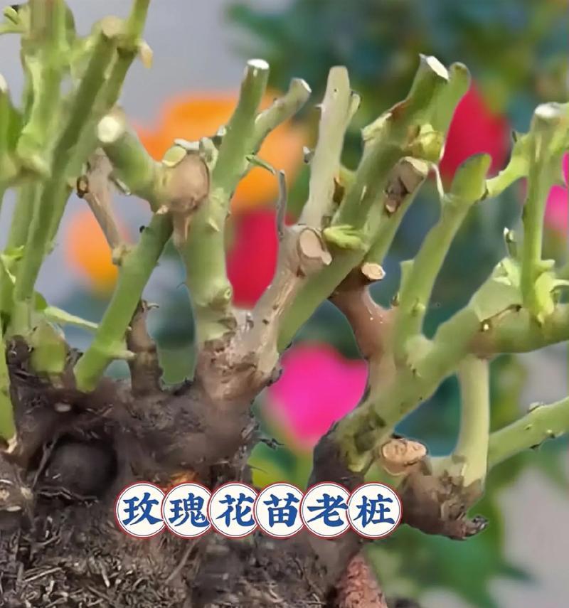 玫瑰花盆栽的正确方法是什么？