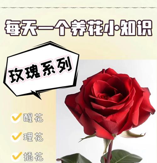 玫瑰花藤的养护和管理技巧有哪些？