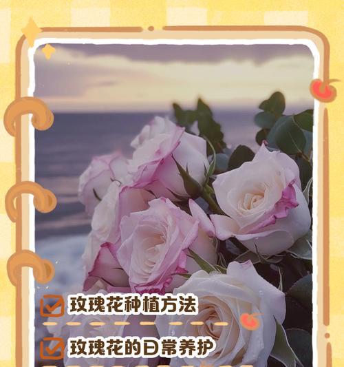 玫瑰花藤的养护和管理技巧有哪些？