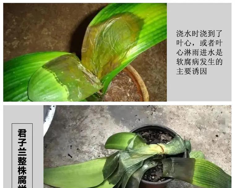 君子兰淋雨烂叶子怎么回事？
