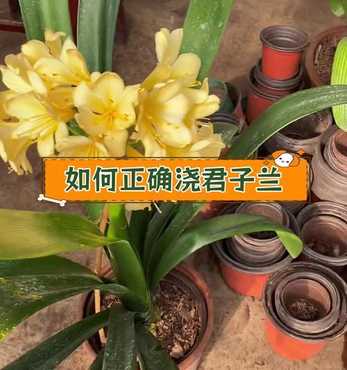 君子兰淋雨烂叶子怎么回事？