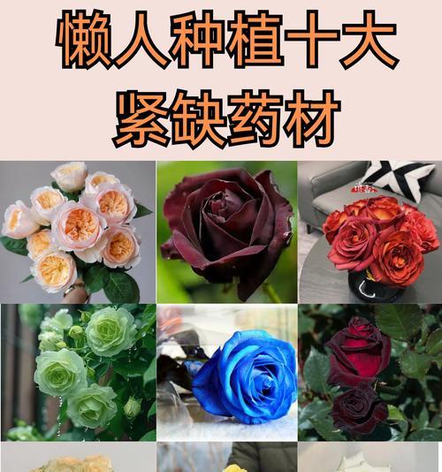 甘肃玫瑰花品种有哪些特点？