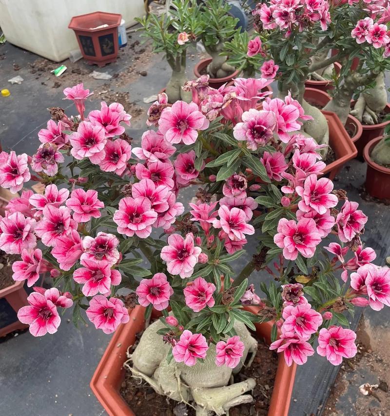 甘肃玫瑰花品种有哪些特点？
