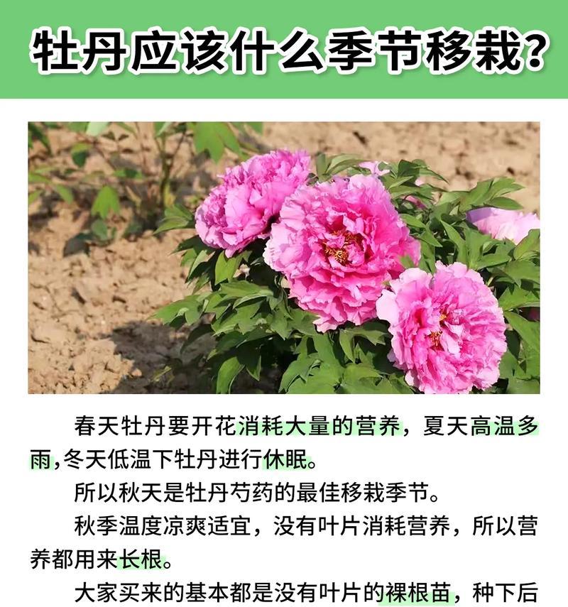盆栽牡丹花如何养护才能开花？