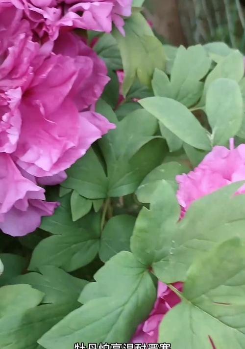 盆栽牡丹花如何养护才能开花？