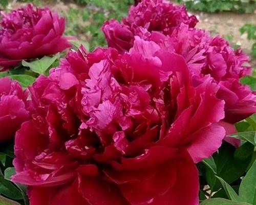盆栽牡丹花如何养护才能开花？