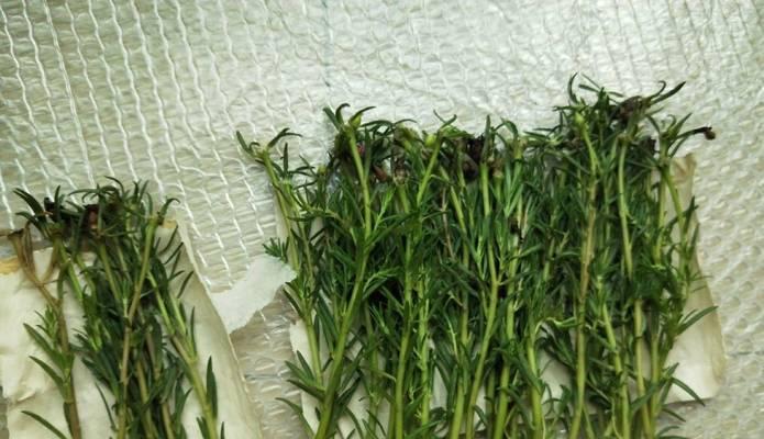 牡丹花长枝需要施用什么肥料？