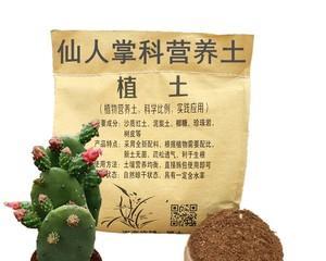 仙人球摔断后如何重新种植？有哪些注意事项？