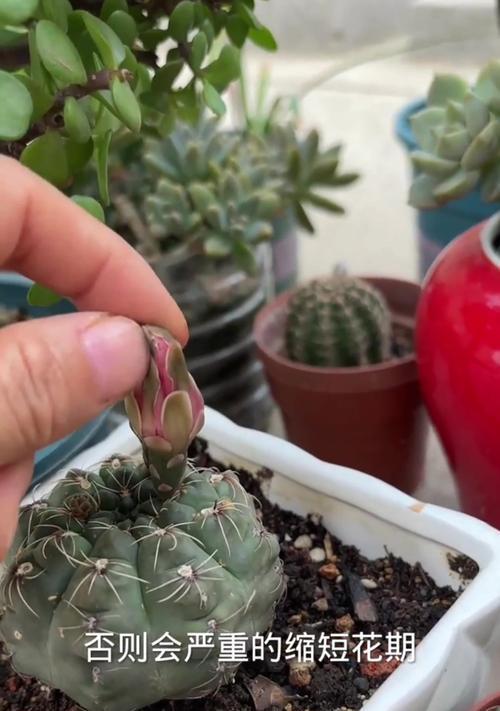 菜草仙人球的花期通常在何时？如何养护以促开花？