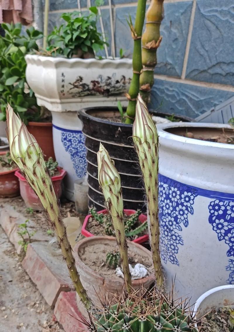 菜草仙人球的花期通常在何时？如何养护以促开花？