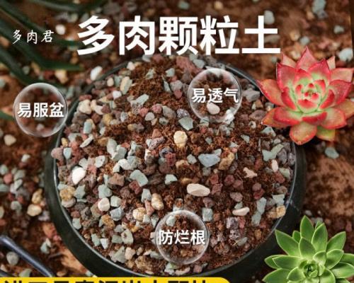 仙人球嫁接基座枯萎原因及解决？