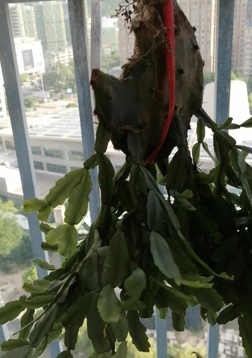 仙人球嫁接基座枯萎原因及解决？