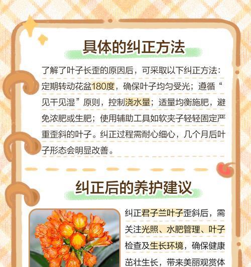 君子兰出现麻脸长叶子怎么办？