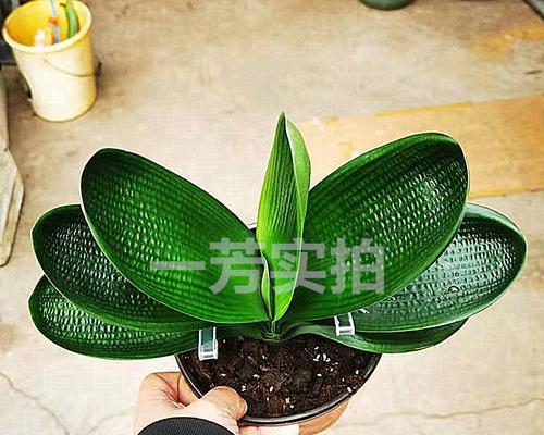 君子兰出现麻脸长叶子怎么办？