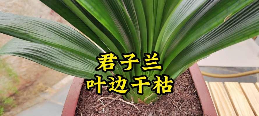 君子兰出现麻脸长叶子怎么办？