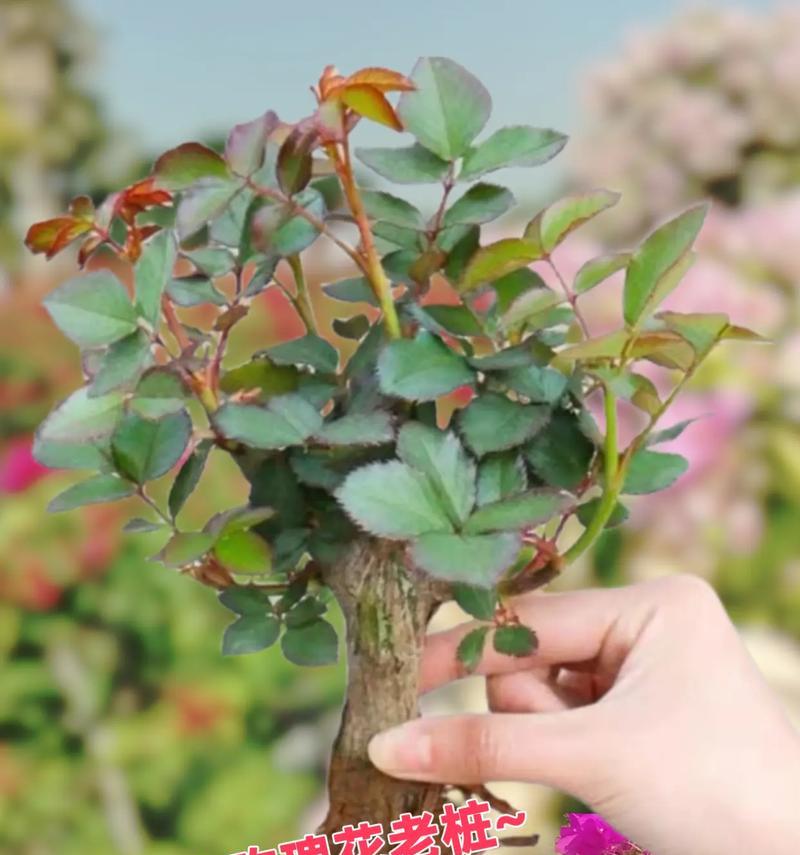 玫瑰花中插的植物是什么？有何特殊意义？