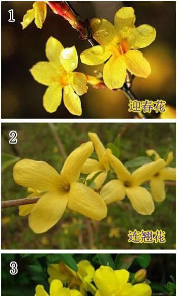 郁金香和君子兰一样吗？如果不一样，各自的养殖方法是什么？