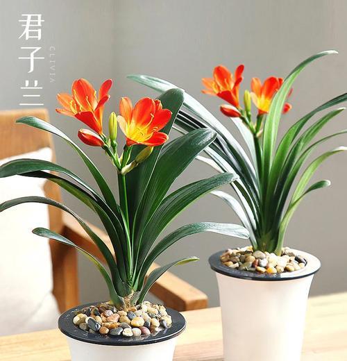 君子兰养殖需要哪些材料？