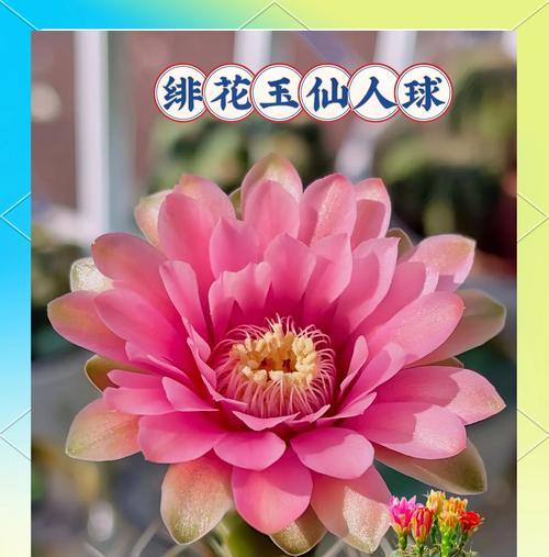 翡翠之心仙人球好养吗？如果好养，具体方法是什么？
