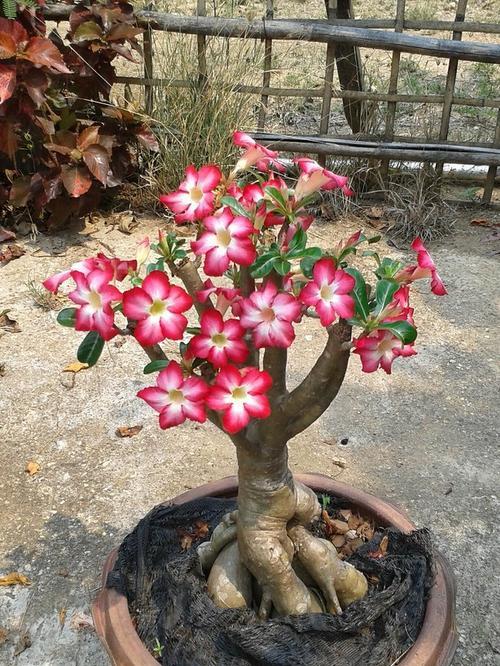 哪些玫瑰花品种最适合家庭养护？