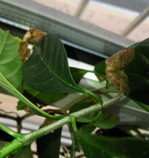 牡丹花枯萎的原因及预防措施是什么？