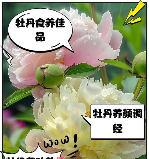 牡丹花枯萎的原因及预防措施是什么？