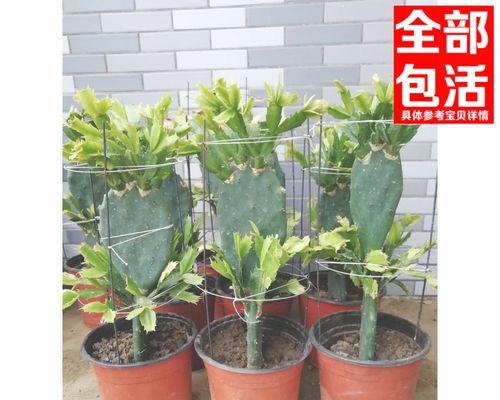 假仙人掌盆栽赔偿流程？如何避免购买到假盆栽？