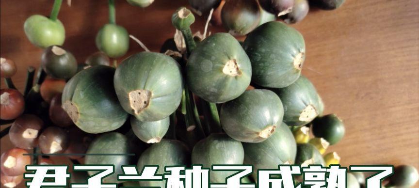 君子兰籽播苗开花需要多长时间？