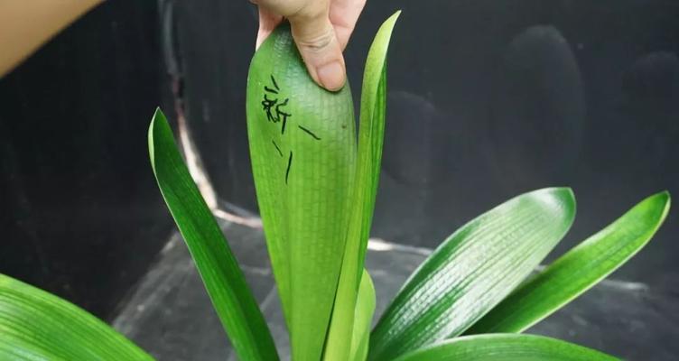 君子兰群兰芽的培养方法是什么？