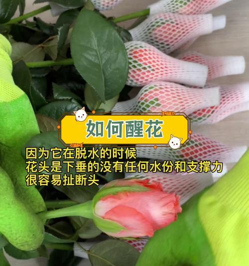 玫瑰花蔫了如何处理？蔫了的玫瑰能否恢复？