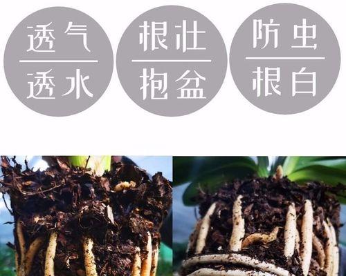 君子兰的树叶土壤如何配制？配土比例是多少？