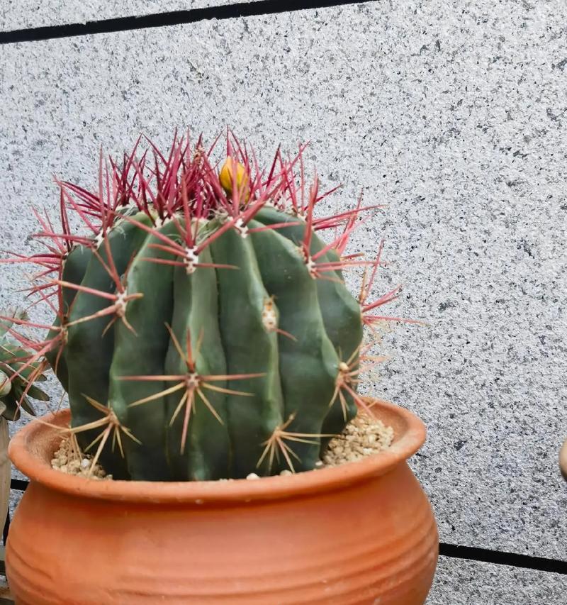 仙人球种植时应选择哪种花盆？