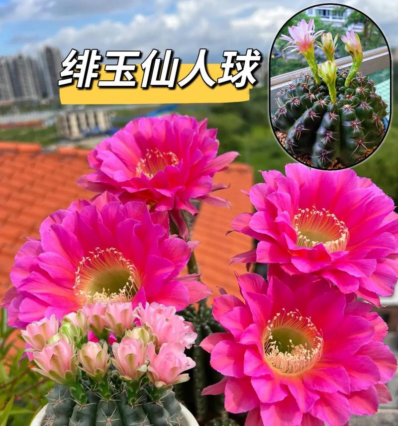 仙人球种植时应选择哪种花盆？